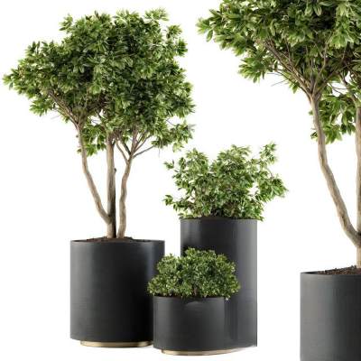 现代植物3D模型下载